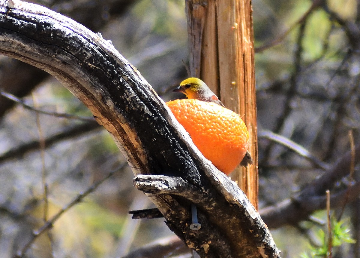 Verdin - ML638988446