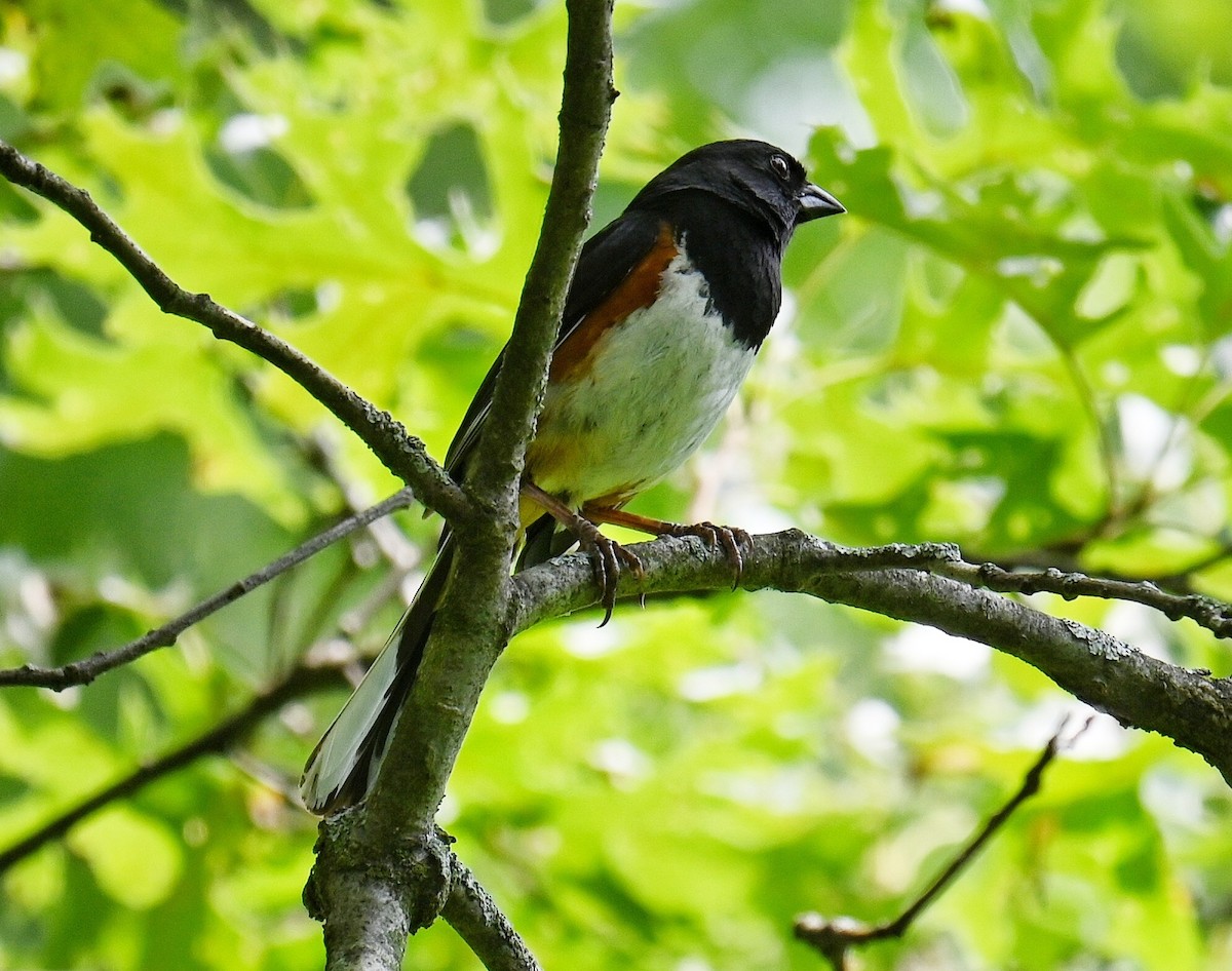 pipilo rudooký - ML638988449