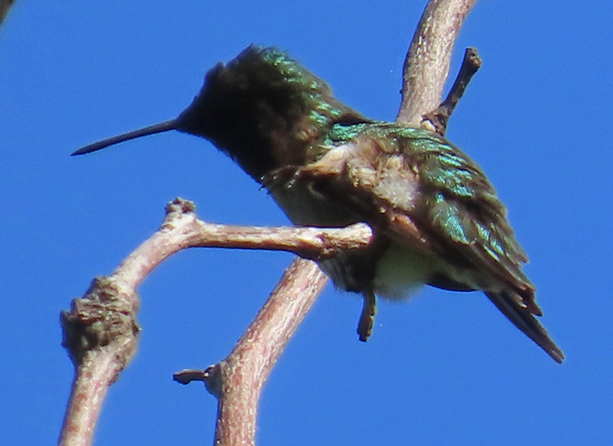 kalypta rubínohrdlá - ML638988461