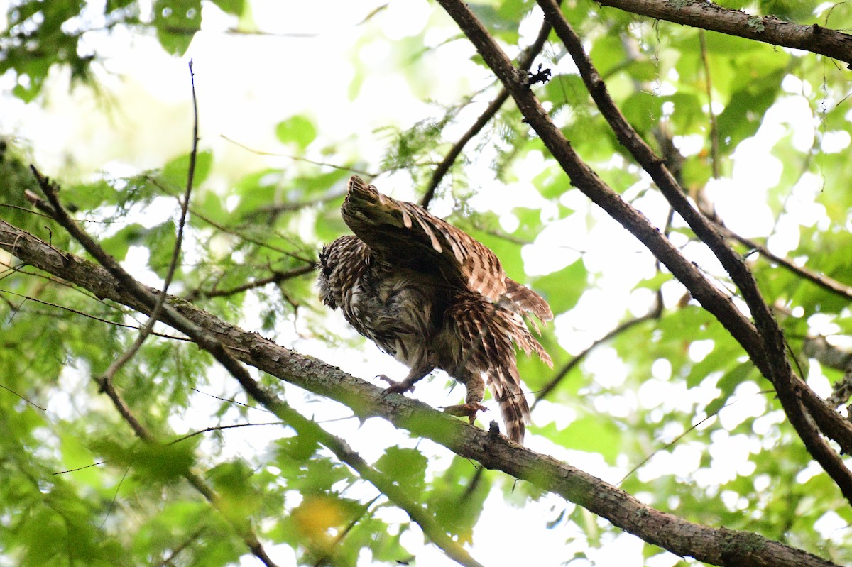 Barred Owl - ML638988475