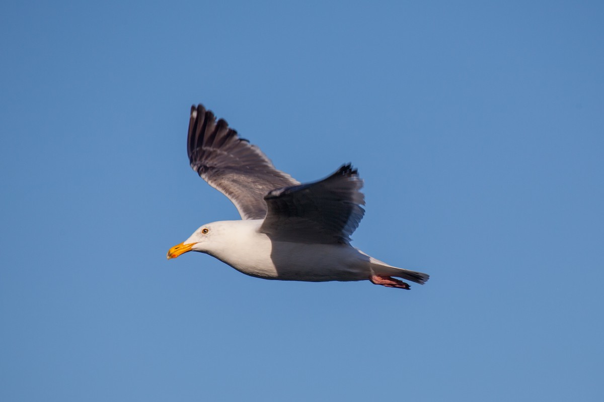 Western Gull - ML638988485