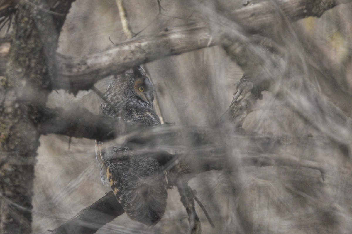 Long-eared Owl - ML638988496