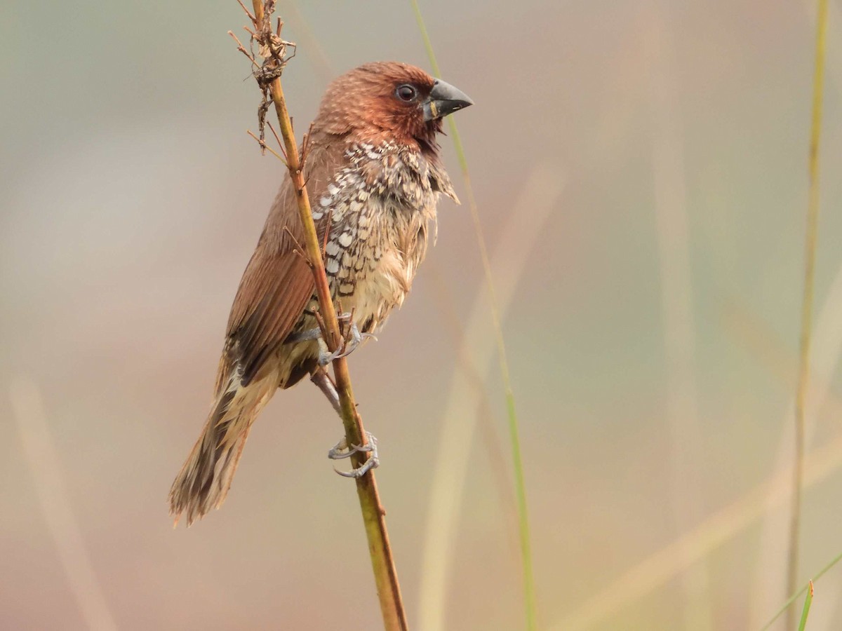 Scaly-breasted Munia - ML638988508