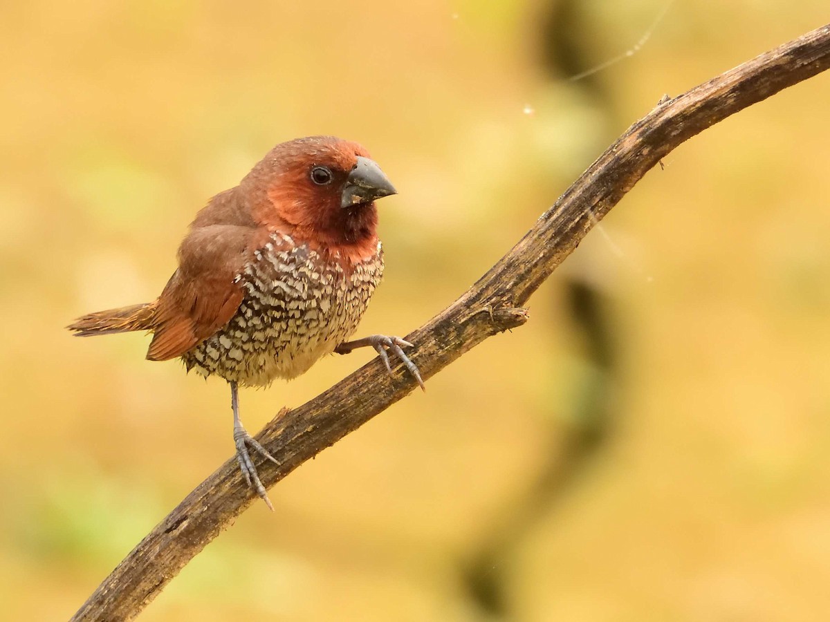 Scaly-breasted Munia - ML638988525