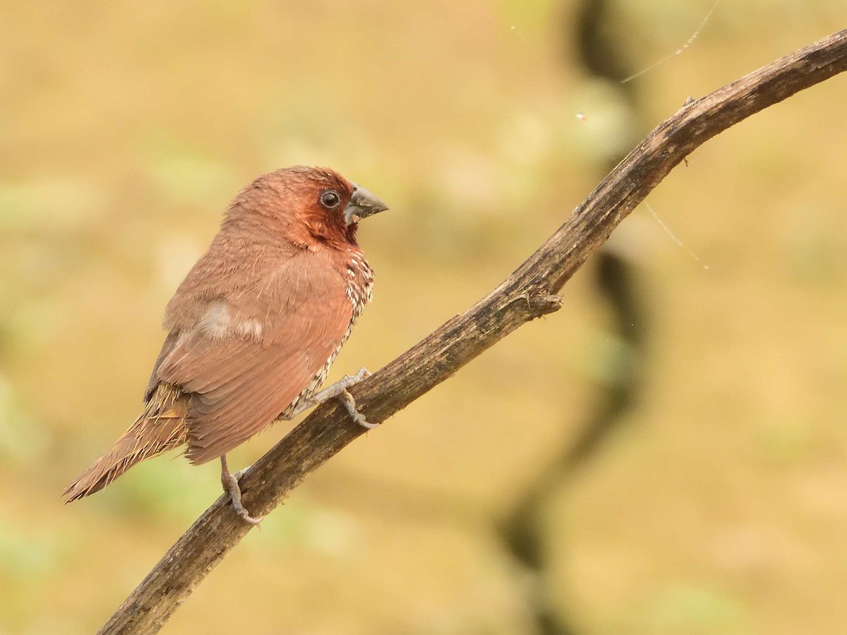 Scaly-breasted Munia - ML638988526