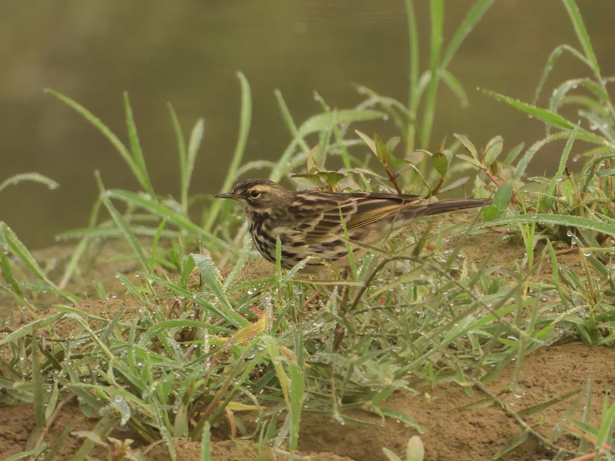 Rosy Pipit - ML638988539