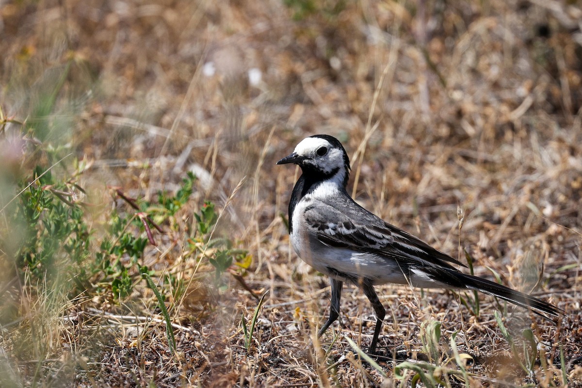 White Wagtail - ML638988546
