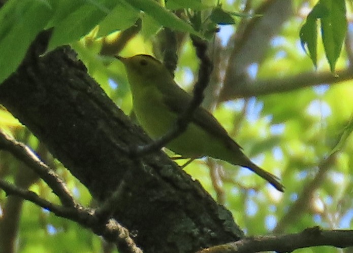 Wilson's Warbler - ML638988550