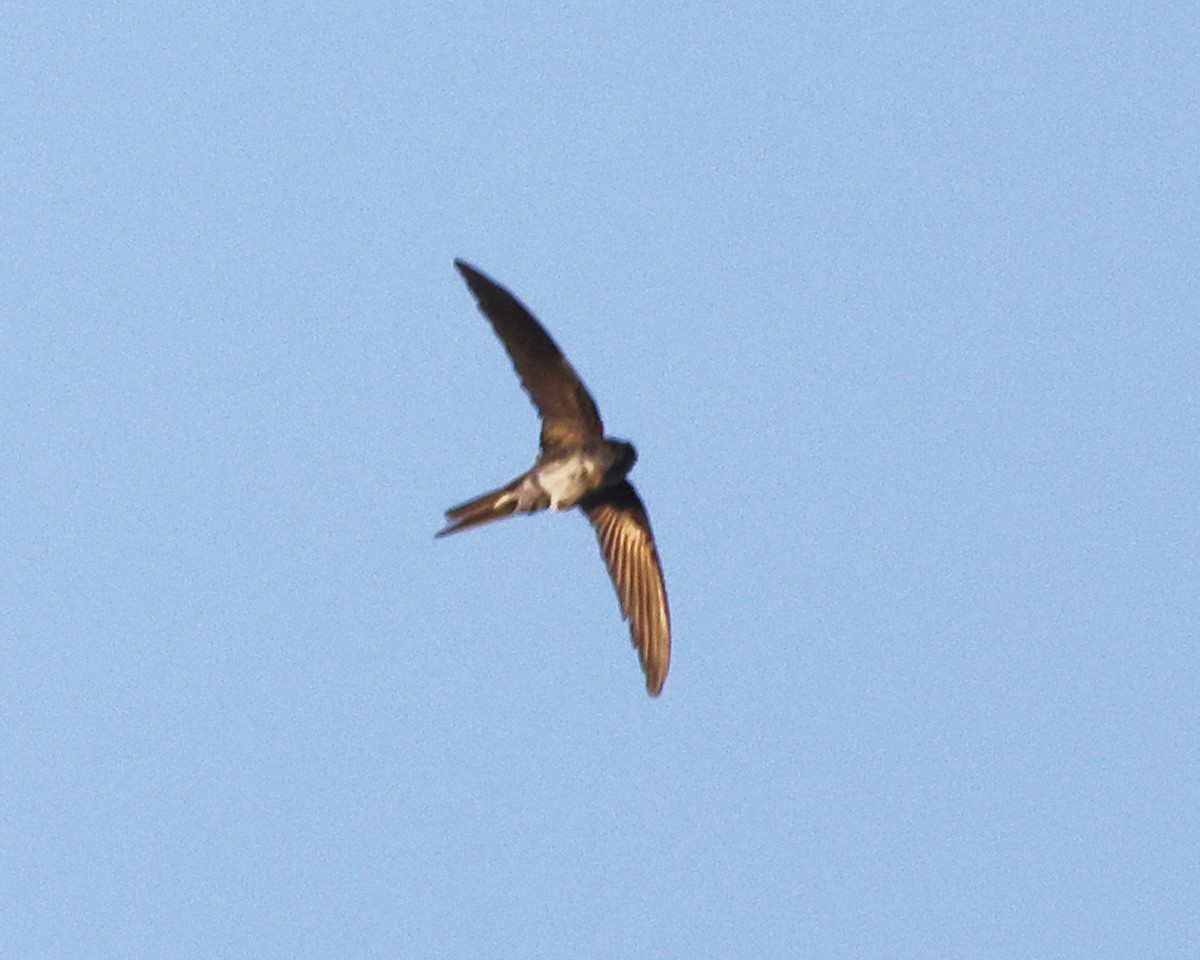 Fork-tailed Palm Swift - ML638988553