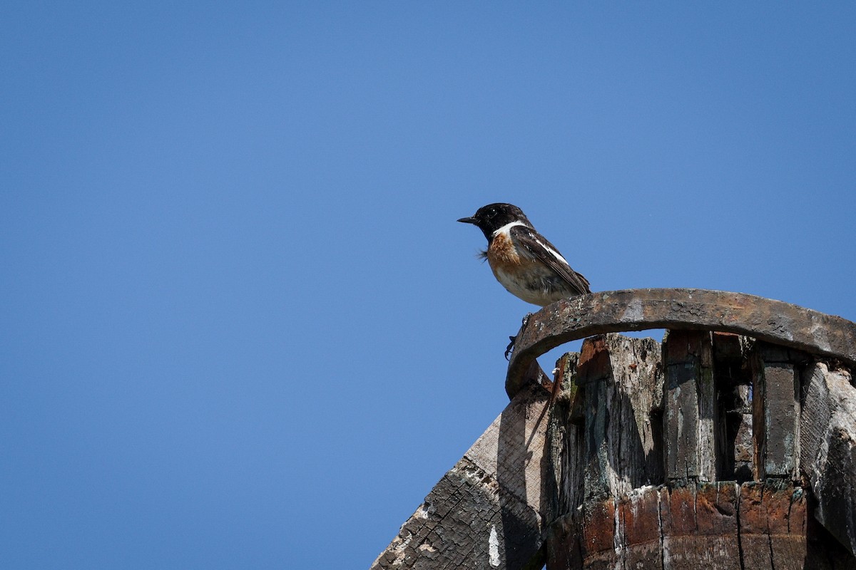 European Stonechat - ML638988554