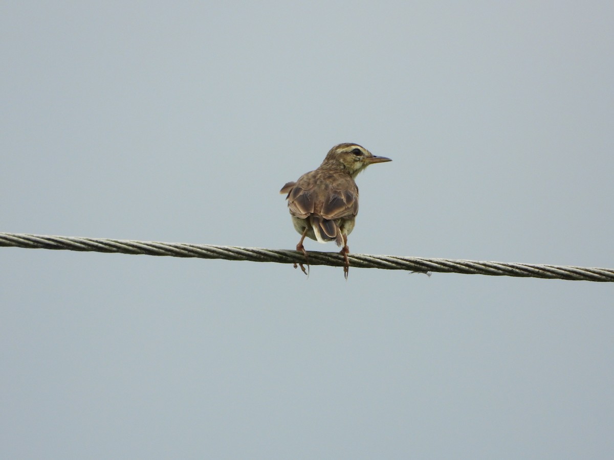 Paddyfield Pipit - ML638988555