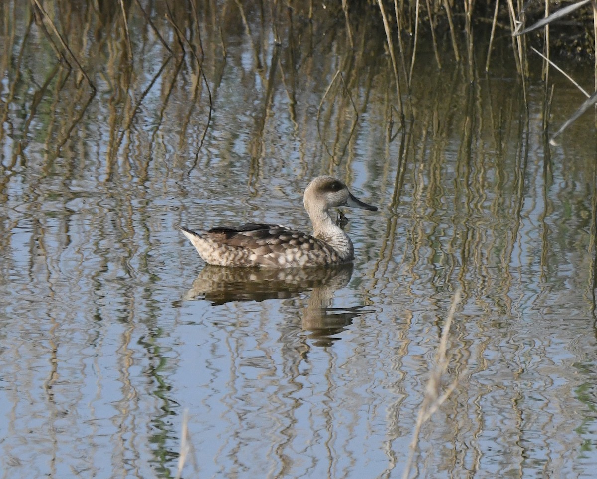 Marbled Duck - ML638988556