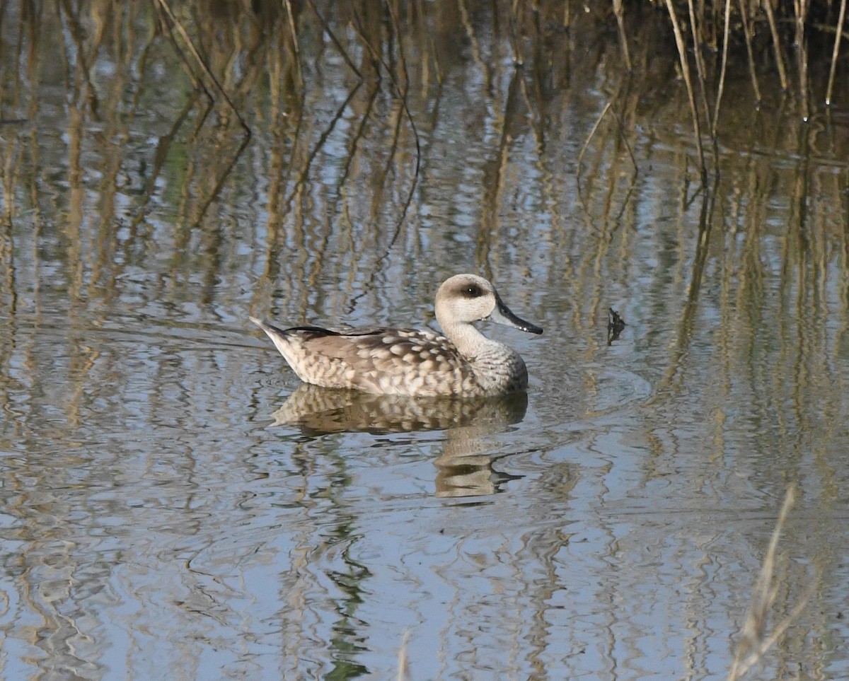 Marbled Duck - ML638988557