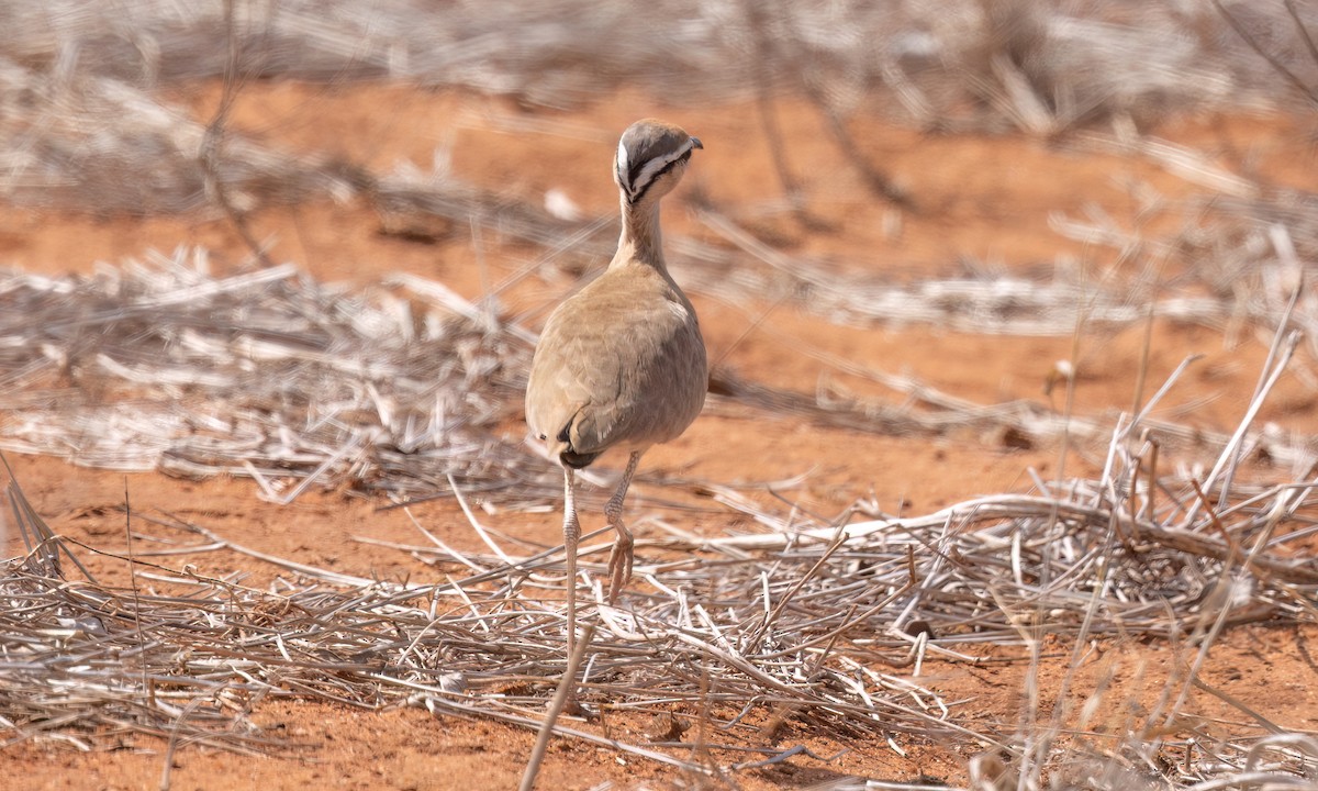 Somali Courser - ML638988558