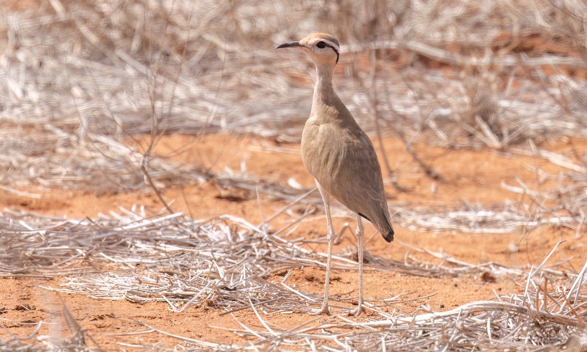 Somali Courser - ML638988559