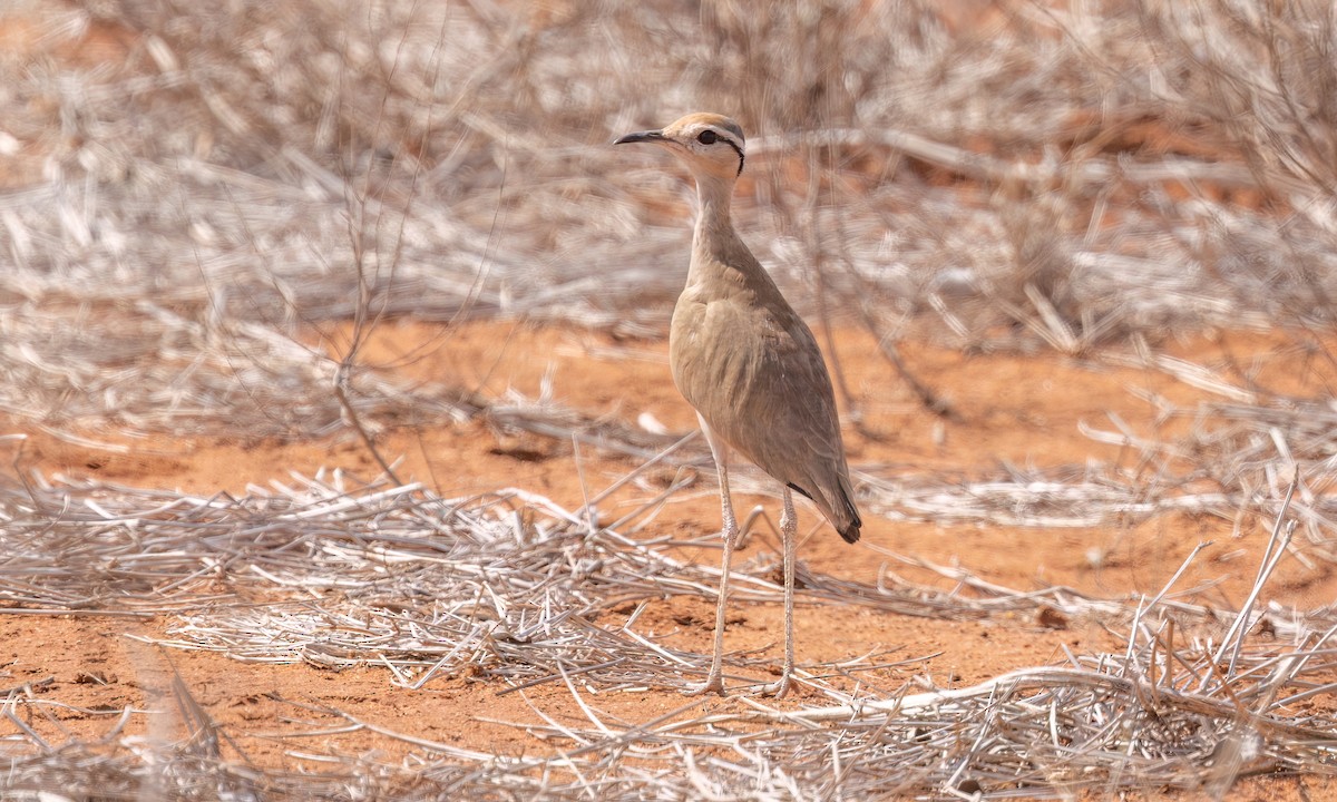 Somali Courser - ML638988560