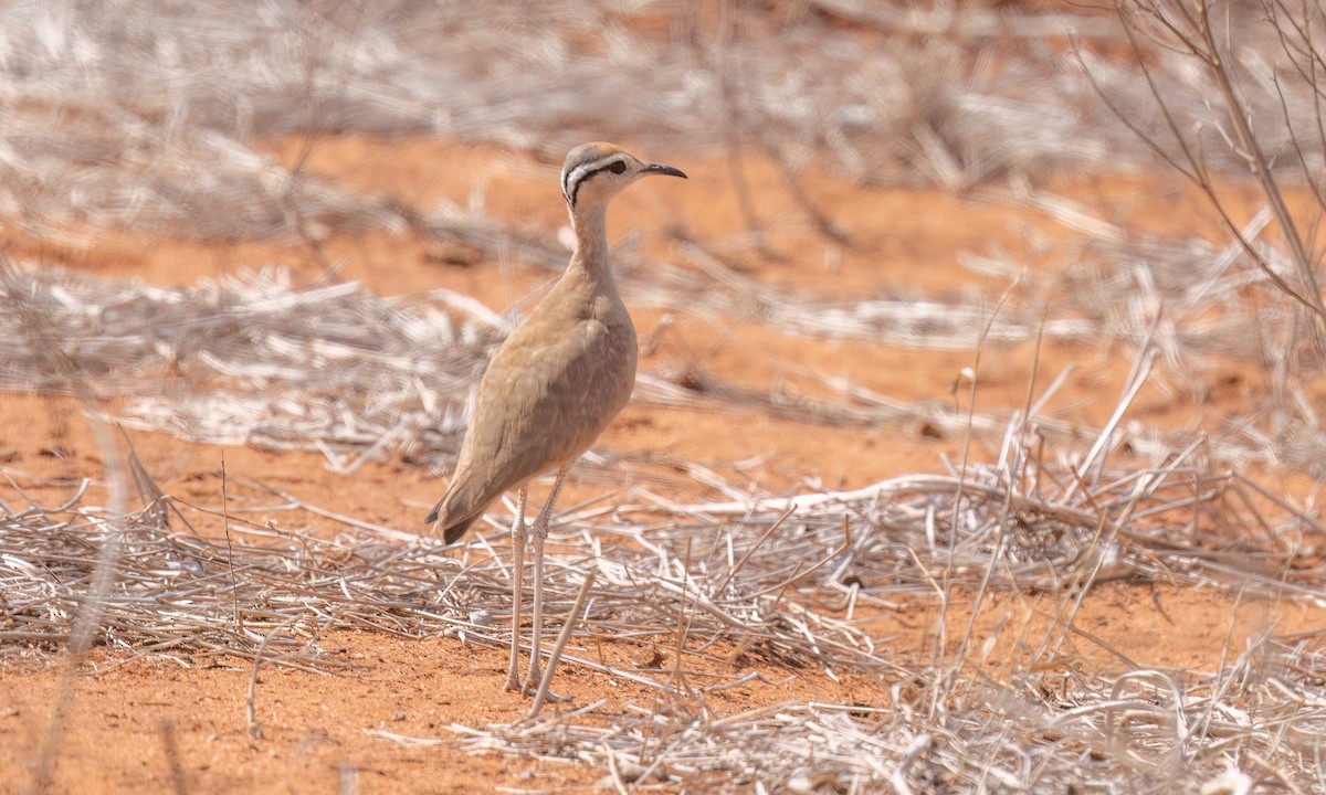Somali Courser - ML638988562