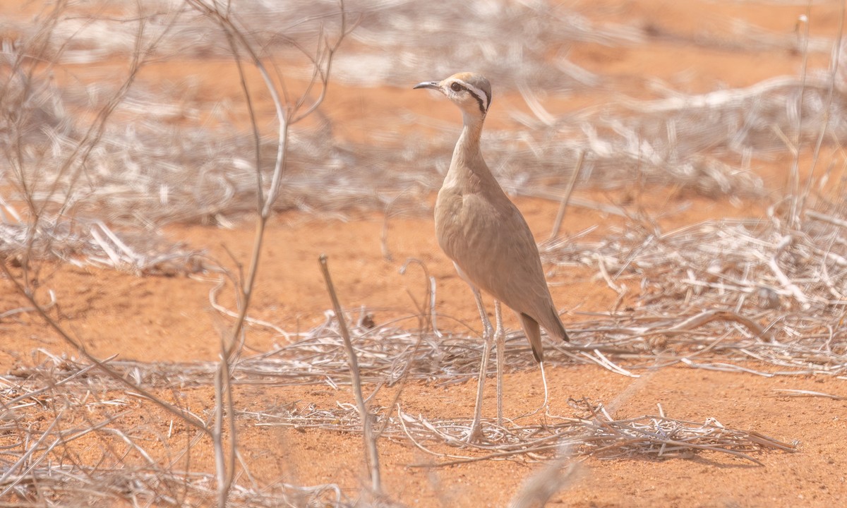 Somali Courser - ML638988563