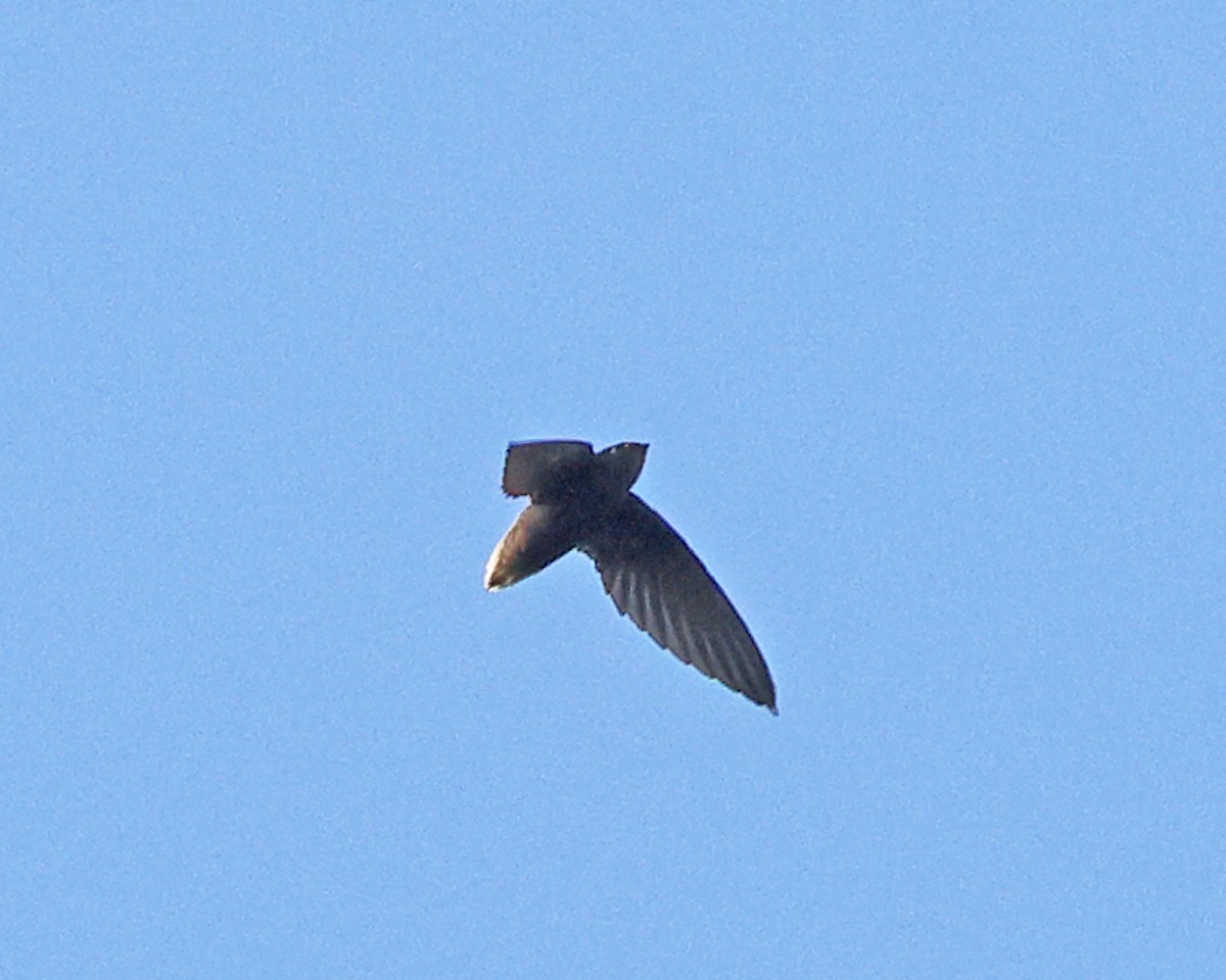 Short-tailed Swift - ML638988564