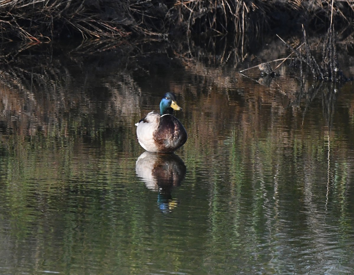 Mallard - ML638988565
