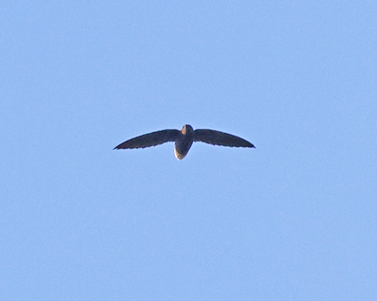 Short-tailed Swift - ML638988571