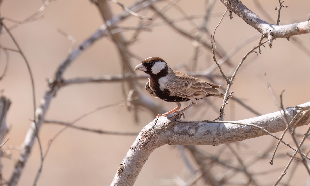 Chestnut-headed Sparrow-Lark - ML638988574
