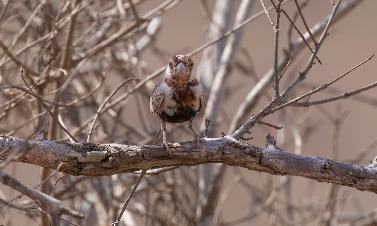 Chestnut-headed Sparrow-Lark - ML638988576