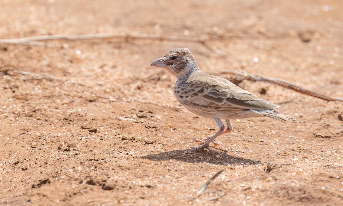 Chestnut-headed Sparrow-Lark - ML638988577