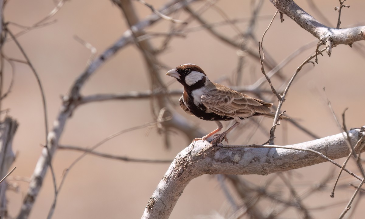 Chestnut-headed Sparrow-Lark - ML638988578