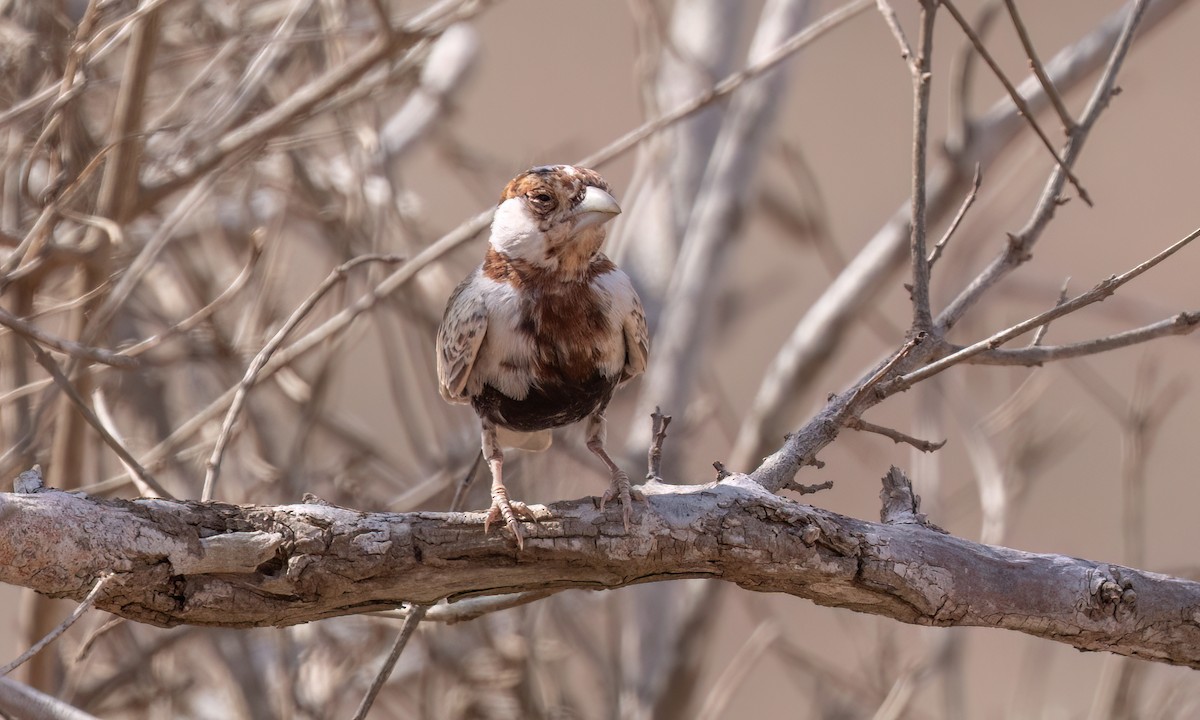 Chestnut-headed Sparrow-Lark - ML638988579