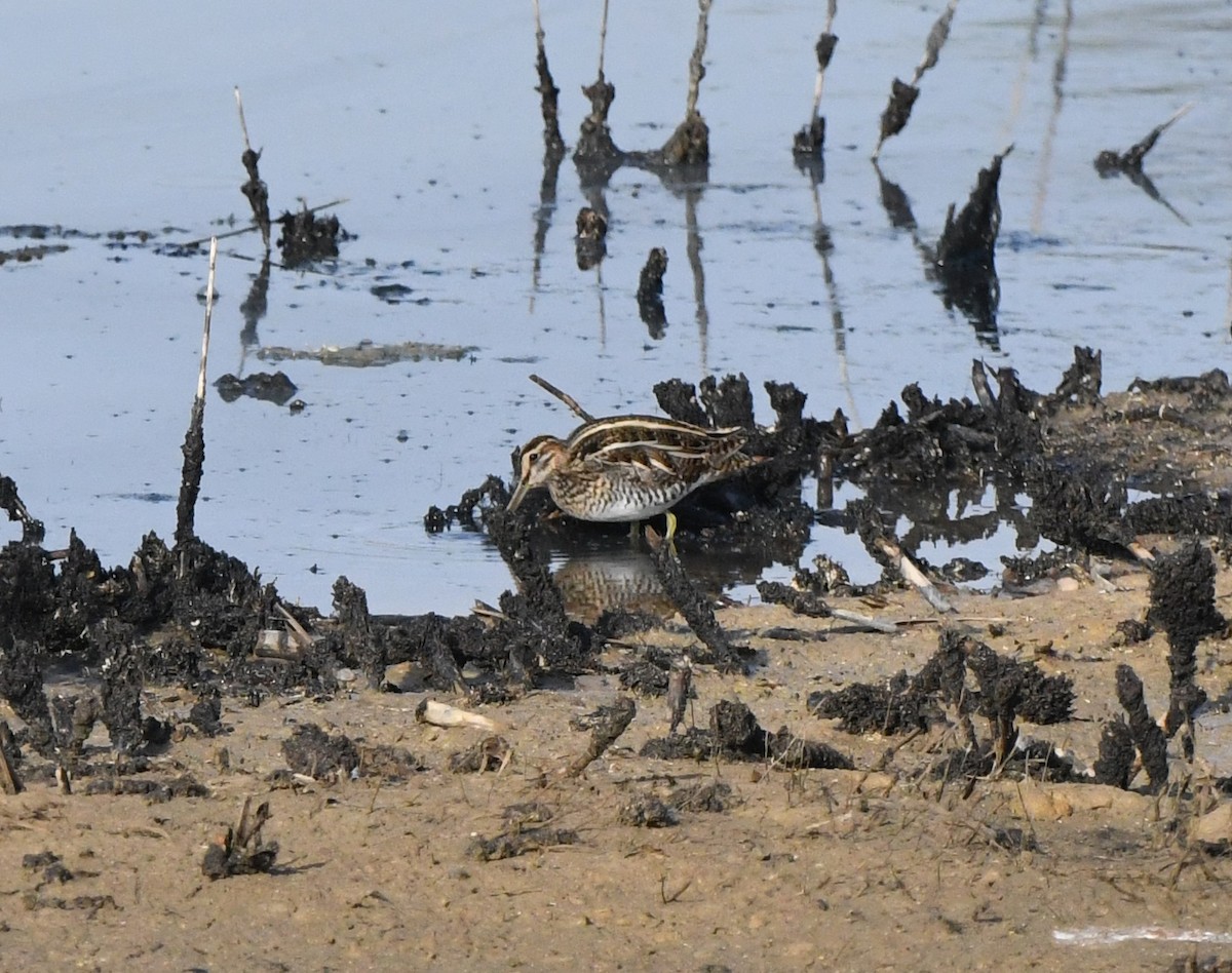 Common Snipe - ML638988583