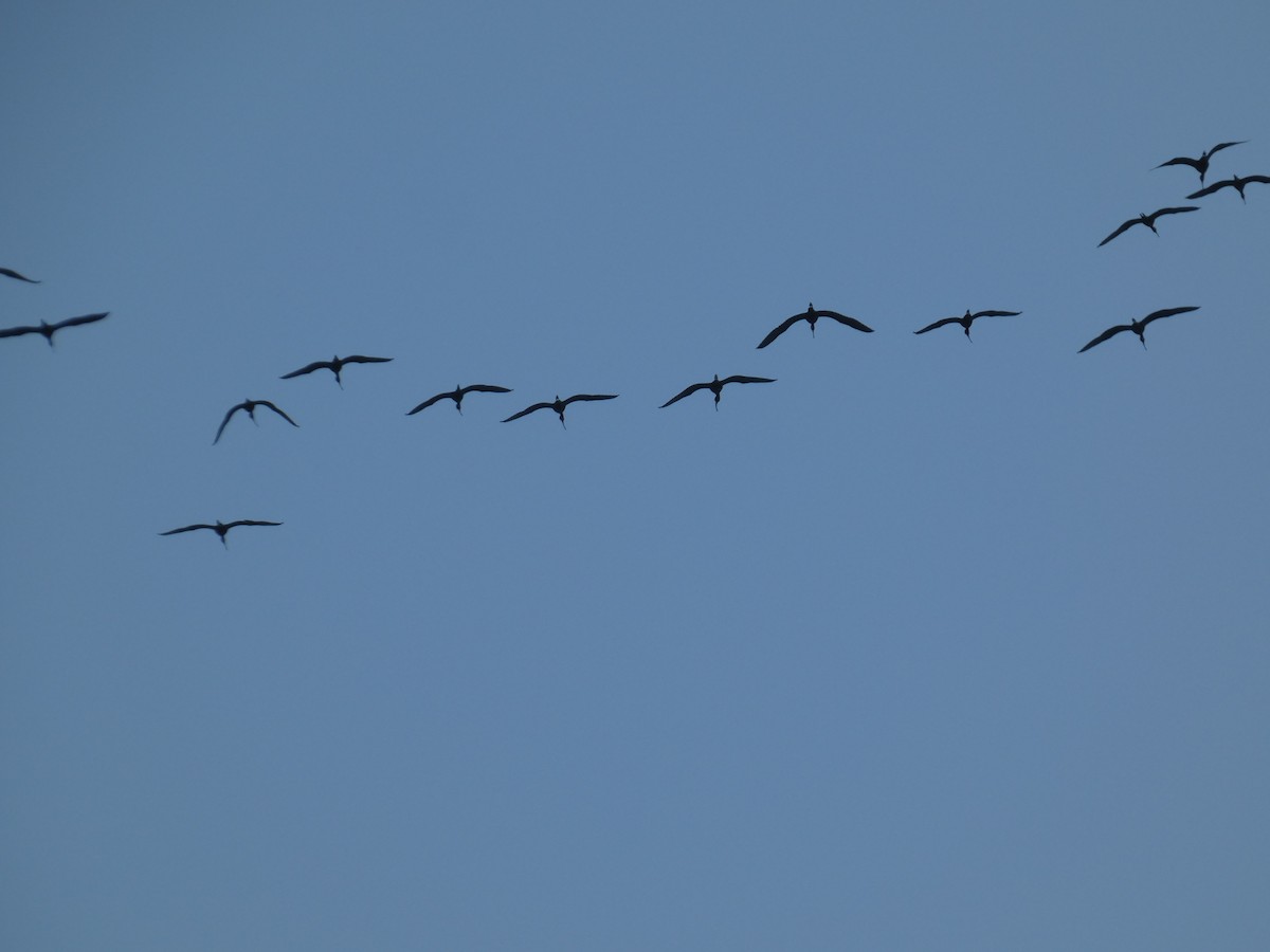 Glossy Ibis - ML638988584