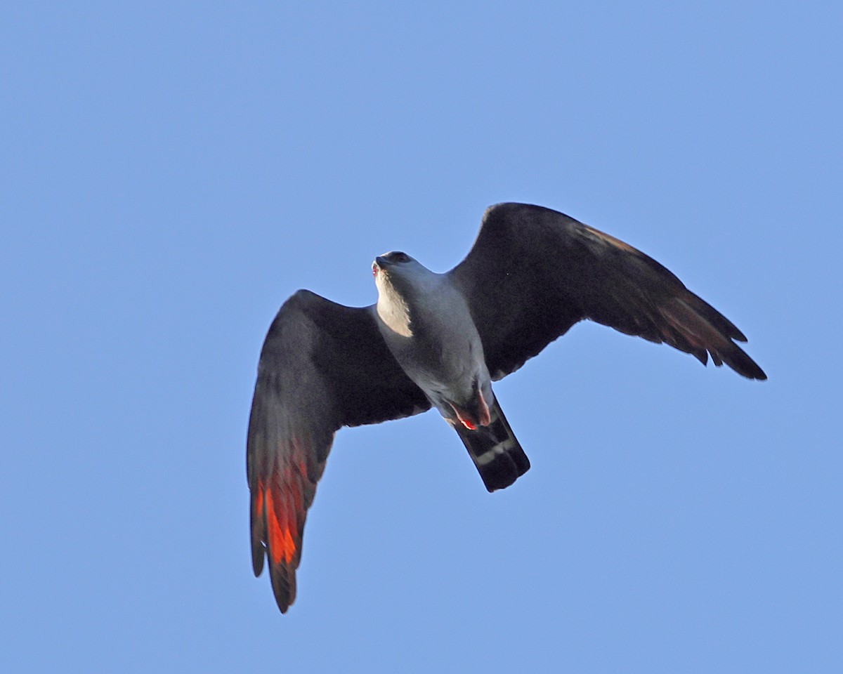Plumbeous Kite - ML638988586
