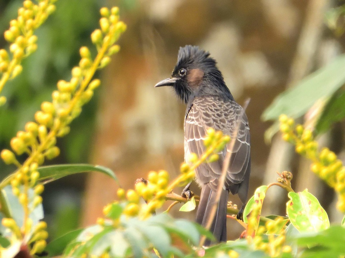 Red-vented Bulbul - ML638988587