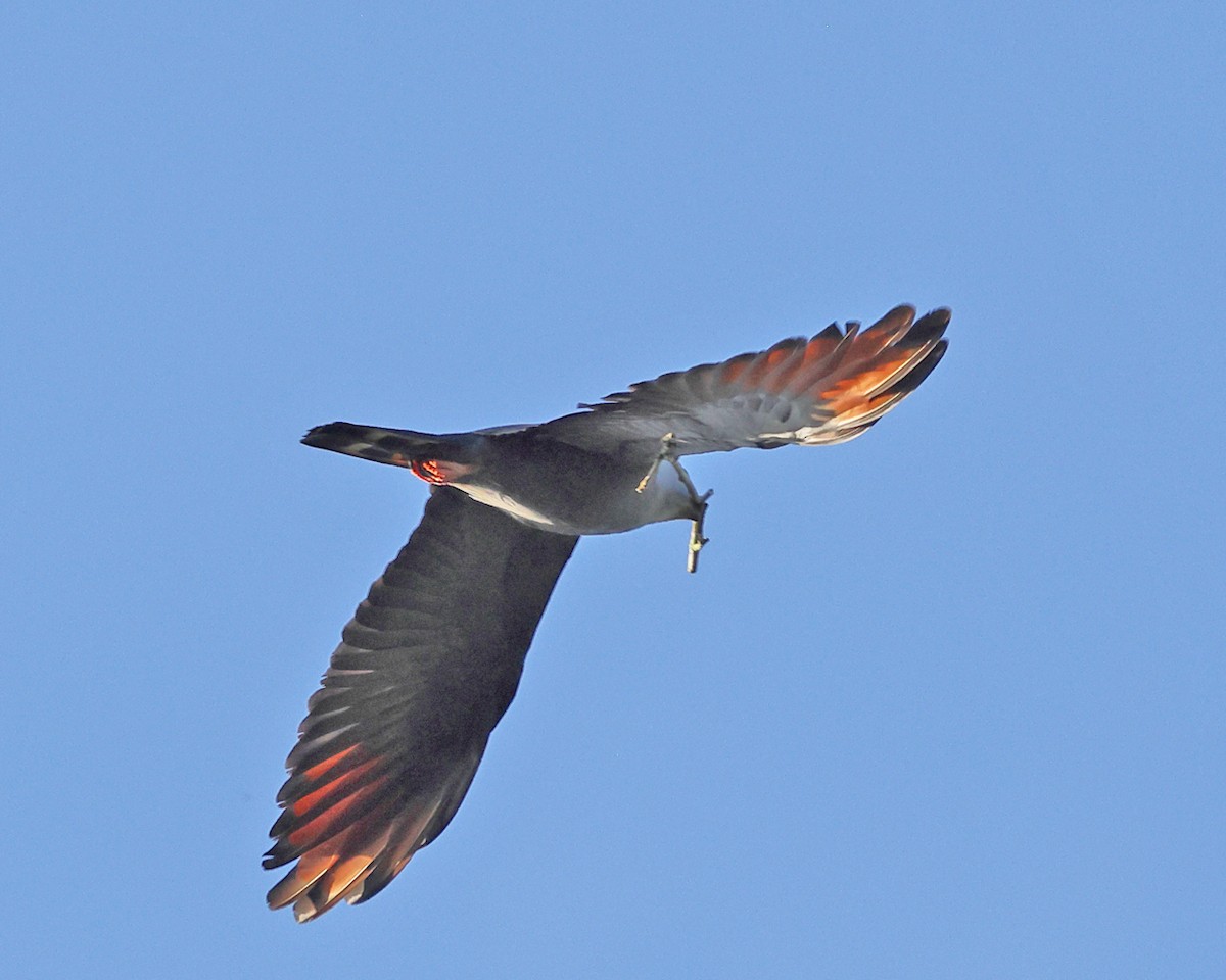 Plumbeous Kite - ML638988589