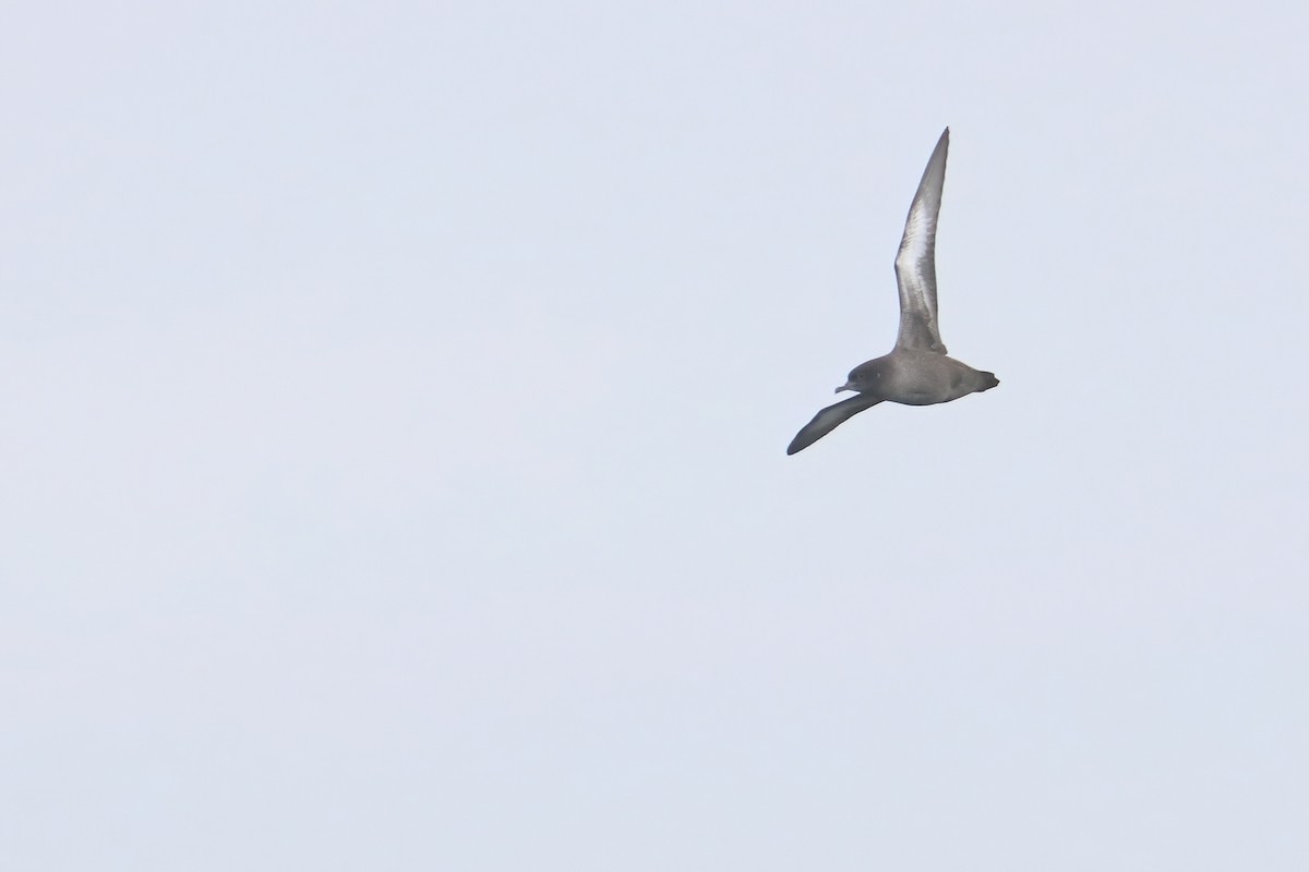 Sooty Shearwater - ML638988590