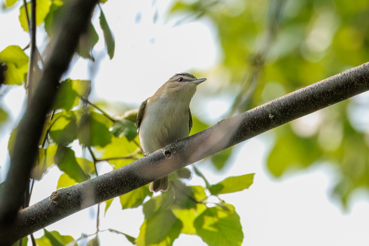 Red-eyed Vireo - ML638988598