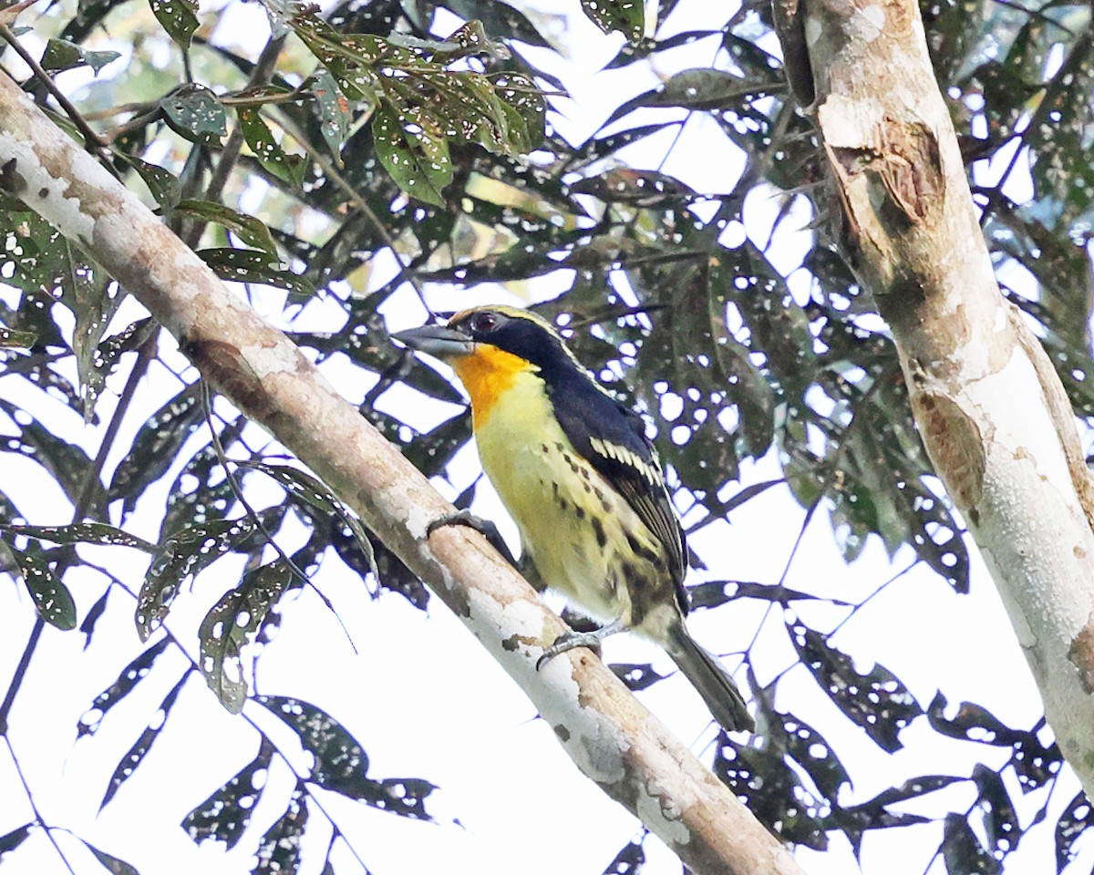 Gilded Barbet - ML638988603