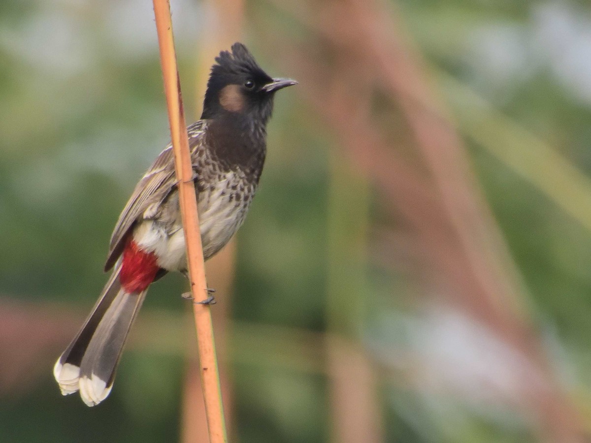 Red-vented Bulbul - ML638988604