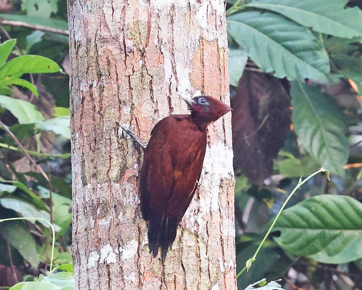 Chestnut Woodpecker - ML638988616