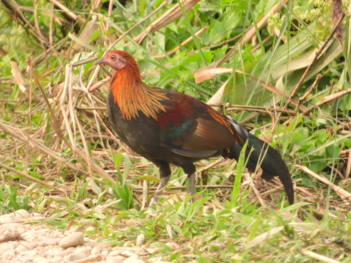 Red Junglefowl - ML638988624