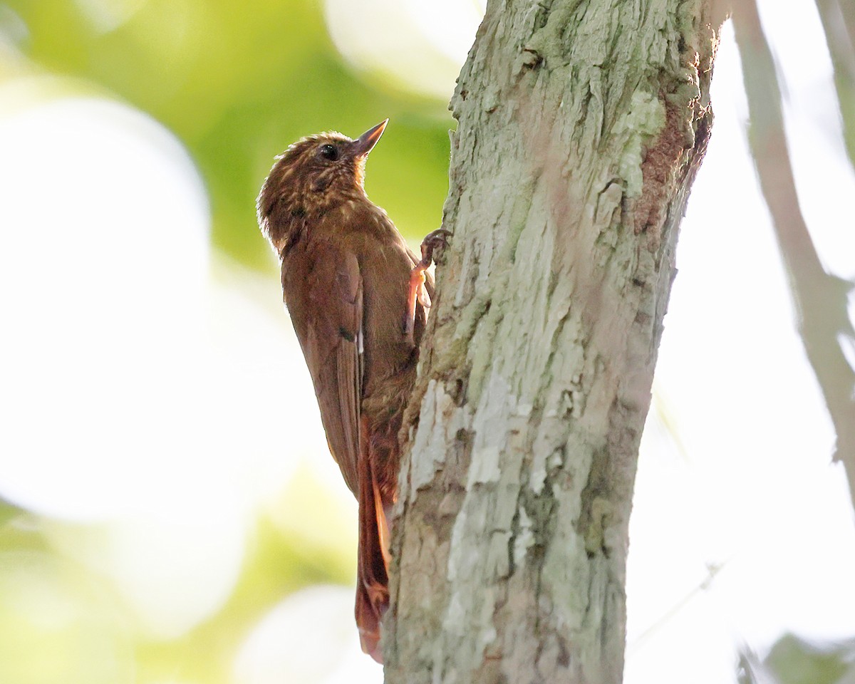 Wedge-billed Woodcreeper - ML638988634