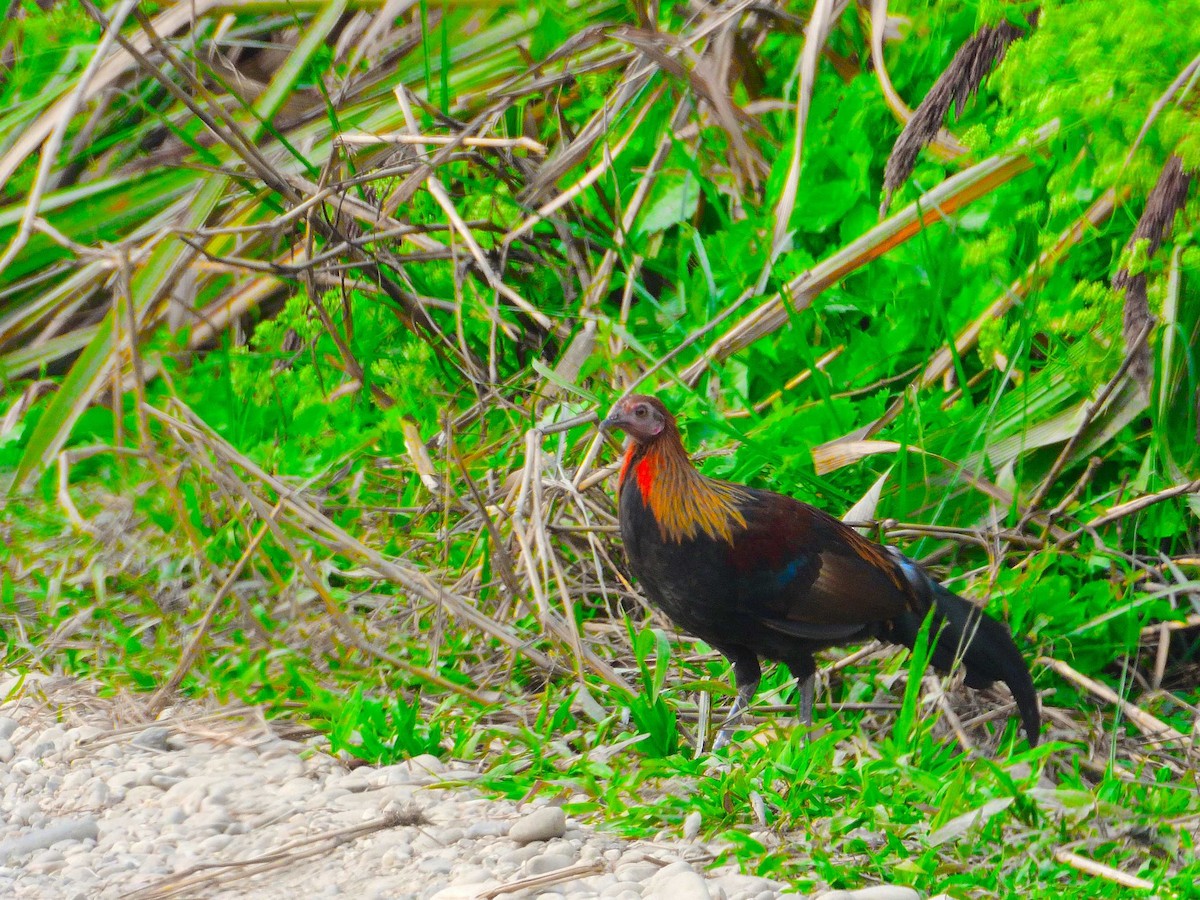 Red Junglefowl - ML638988635