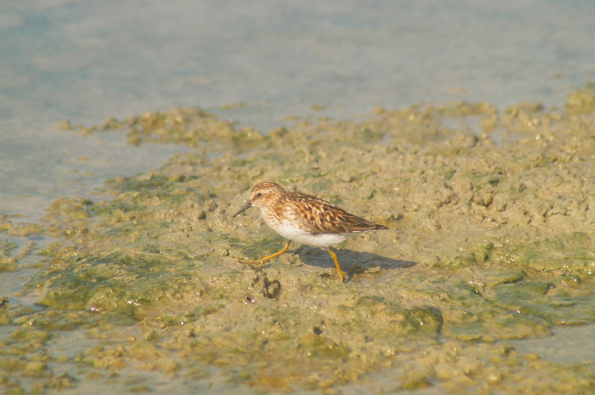 Least Sandpiper - ML638988636