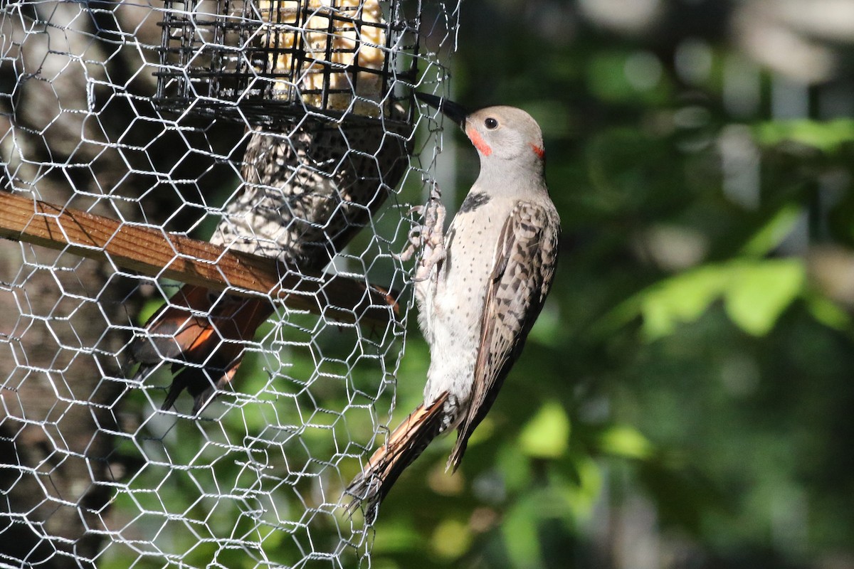 Northern Flicker (Yellow-shafted x Red-shafted) - ML638988638