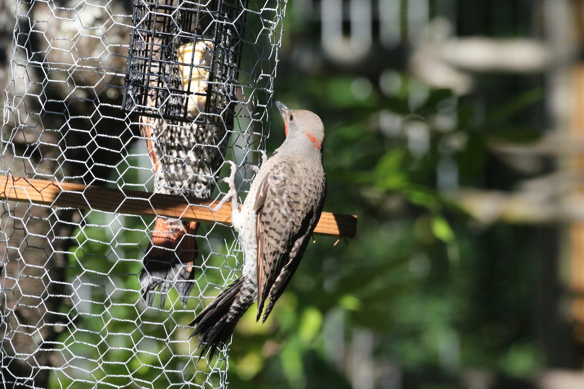Northern Flicker (Yellow-shafted x Red-shafted) - ML638988639