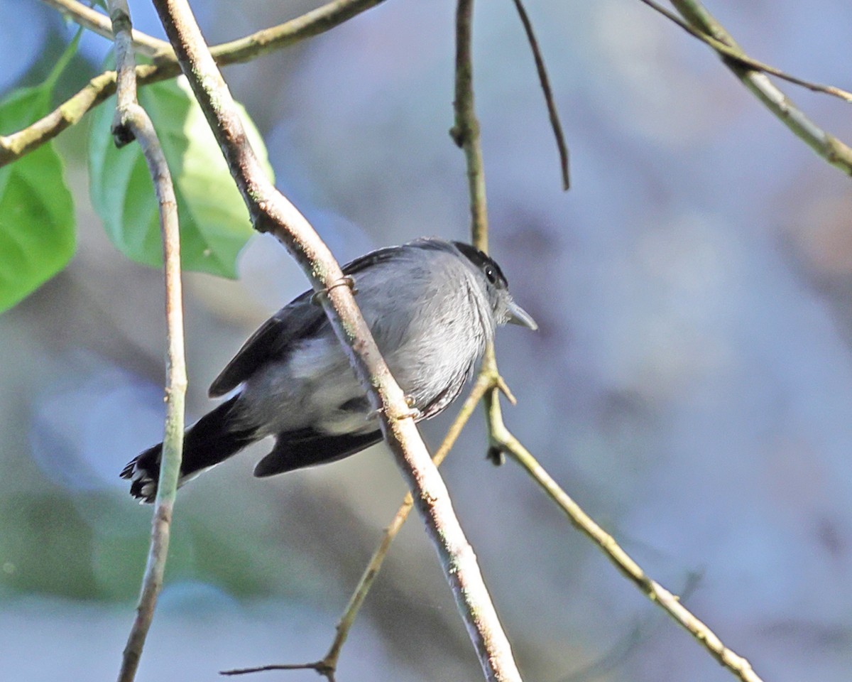 White-winged Becard - ML638988642