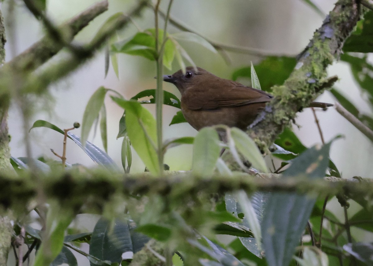 Hauxwell's Thrush - ML638988648