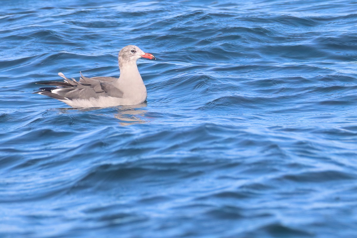 Heermann's Gull - ML638988650