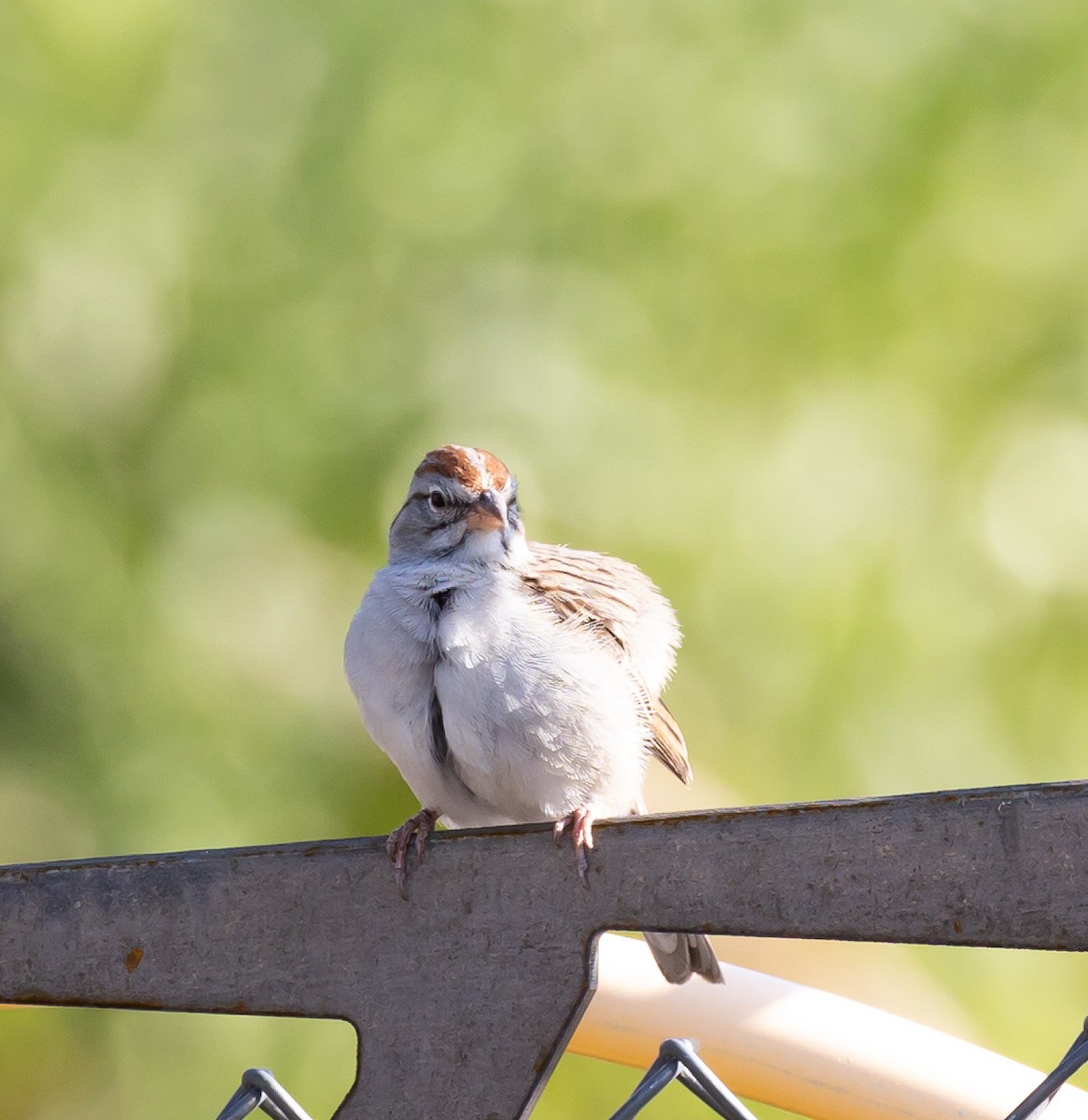 Rufous-winged Sparrow - ML638988656